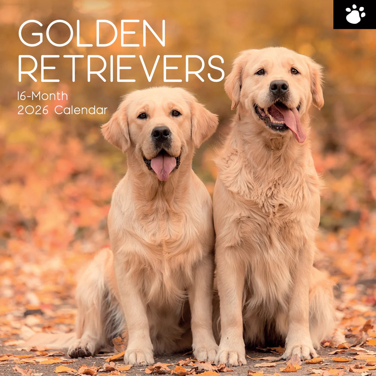 2026 Paw Prints Golden Retrievers – Square Wall Calendar| The Gifted Stationery Co. (GSC26115) 2026 Paw Prints Golden Retrievers – Square Wall Calendar| The Gifted Stationery Co. (GSC26115)